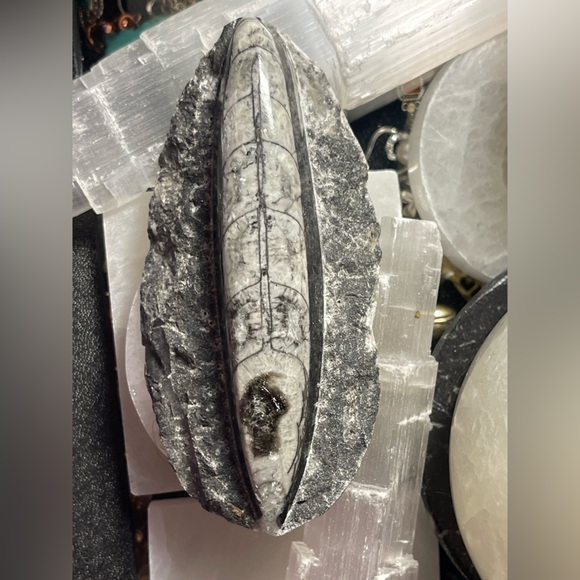 Authentic orthoceras fossils preserved in a rock matrix - Picture 5 of 12